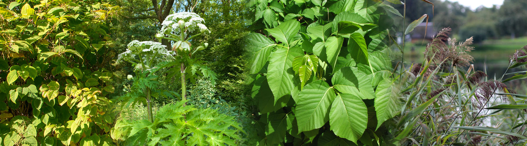 Eco Verdure | Service d'entretien de pelouses résidentiel et commercial à Lévis photo 7